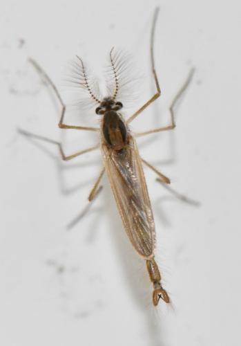 Chaoborus sp.